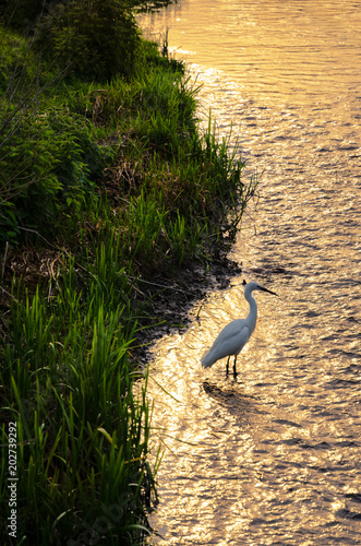 White Egret Standing In Water. photo