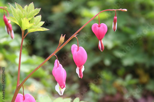 Bleeding Heart pink flowers on plant. Dicentra spectabilis at springtime 