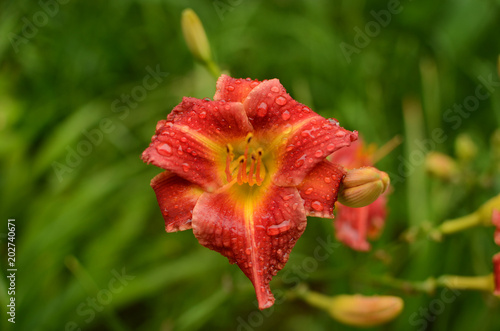 day-lily with raindrops