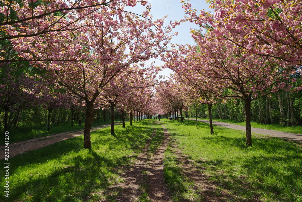 view of cherry blossom trees 