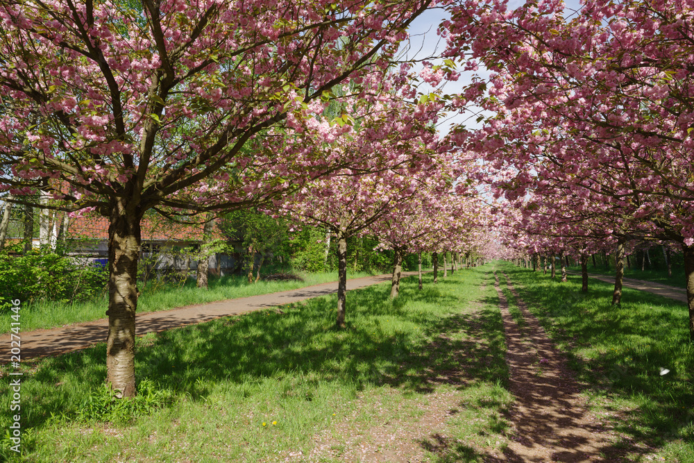 view of cherry blossom trees view of cherry blossom trees
