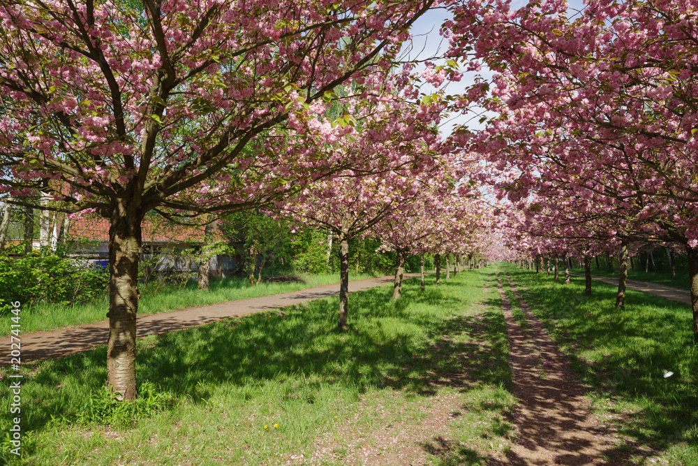 view of cherry blossom trees 