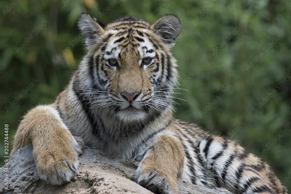 Naklejka premium Tiger