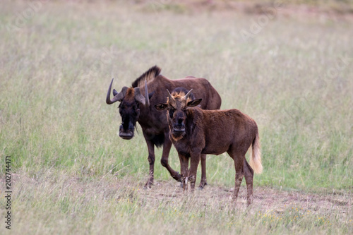 Fototapeta Naklejka Na Ścianę i Meble -  Black Wildebeest