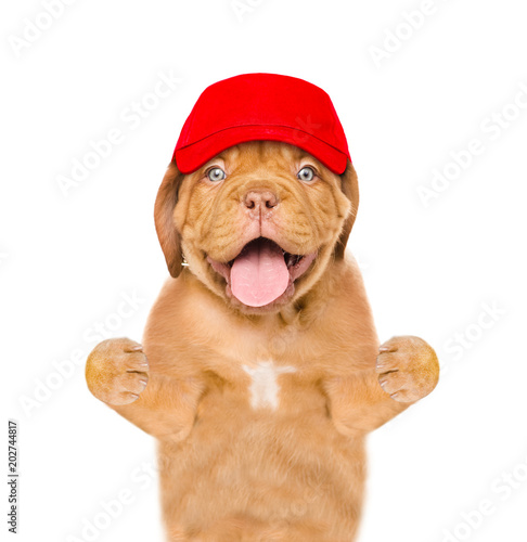 Dog in red cap. isolated on white background
