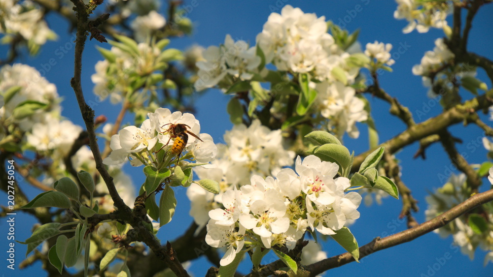 Biene in Blüten Biene in Blüten