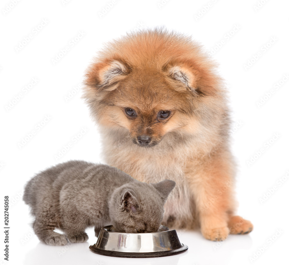 Obraz premium Spitz puppy and kitten eating together. isolated on white background
