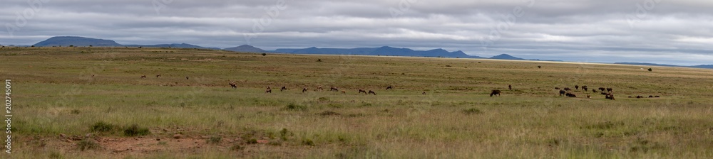 Panorama in the Mountain Zebra National Park
