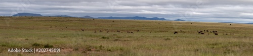 Panorama in the Mountain Zebra National Park © Charles