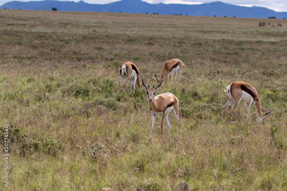 Springbok Springbok