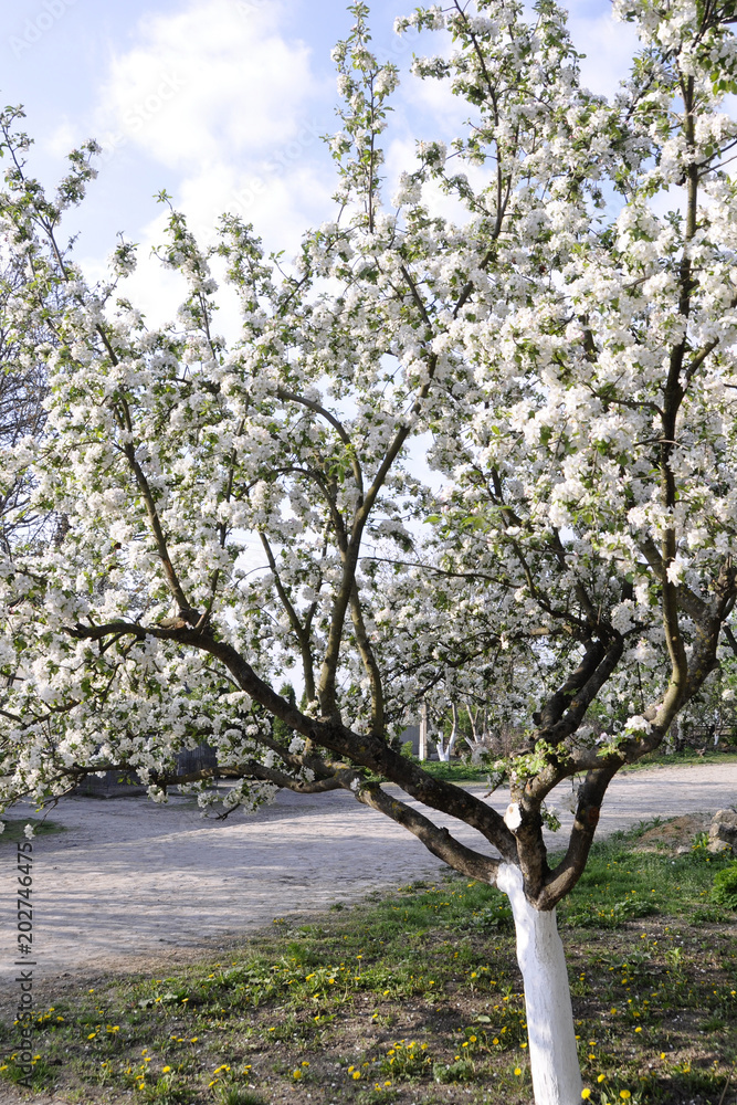 Beautiful nature scene with blooming tree of apple Beautiful nature scene with blooming tree of apple