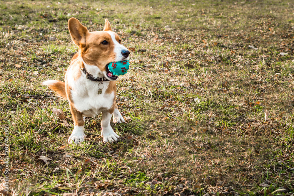 welsh corgi cardigan holding a blue ball in the mouth against a background of green grass