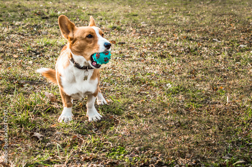welsh corgi cardigan holding a blue ball in the mouth against a background of green grass