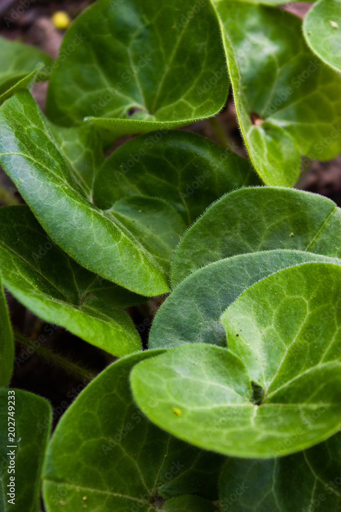 Shiny green foliage from wild ginger plants, Asarum europaeum. Green leaves. Background. Shiny green foliage from wild ginger plants, Asarum europaeum. Green leaves. Background.
