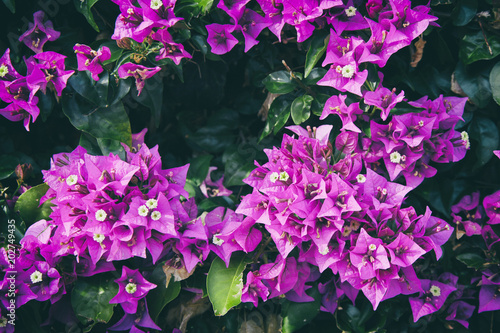 Fototapeta Naklejka Na Ścianę i Meble -  Small purple flowers. Floral background.