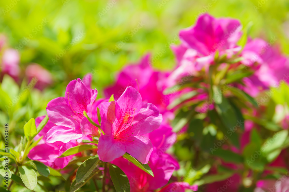 Azalea Azalea