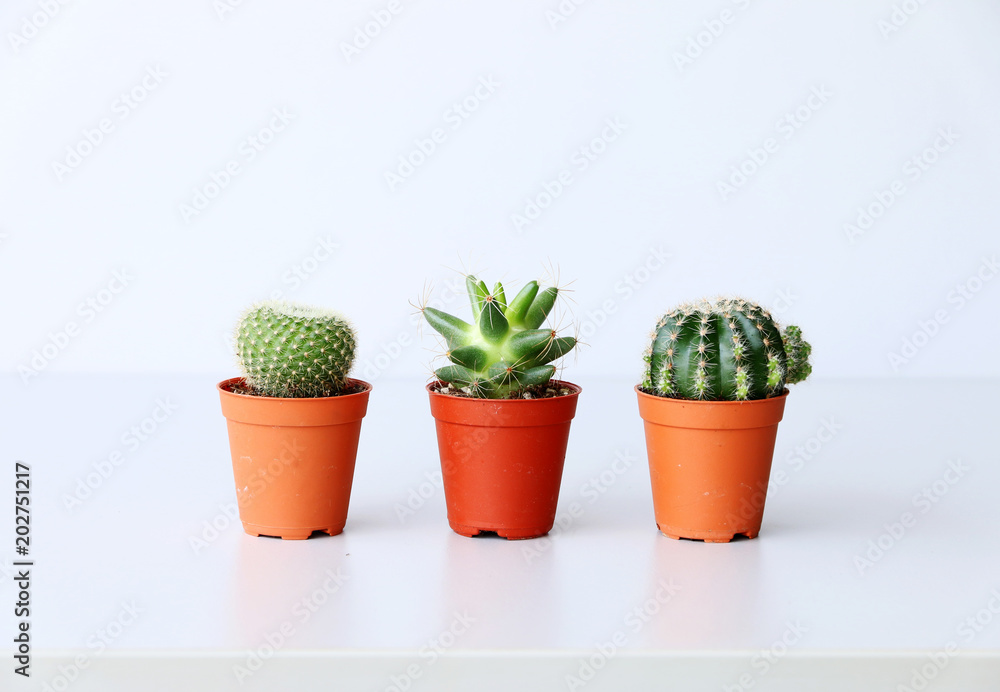 Cactus on the desk Cactus on the desk