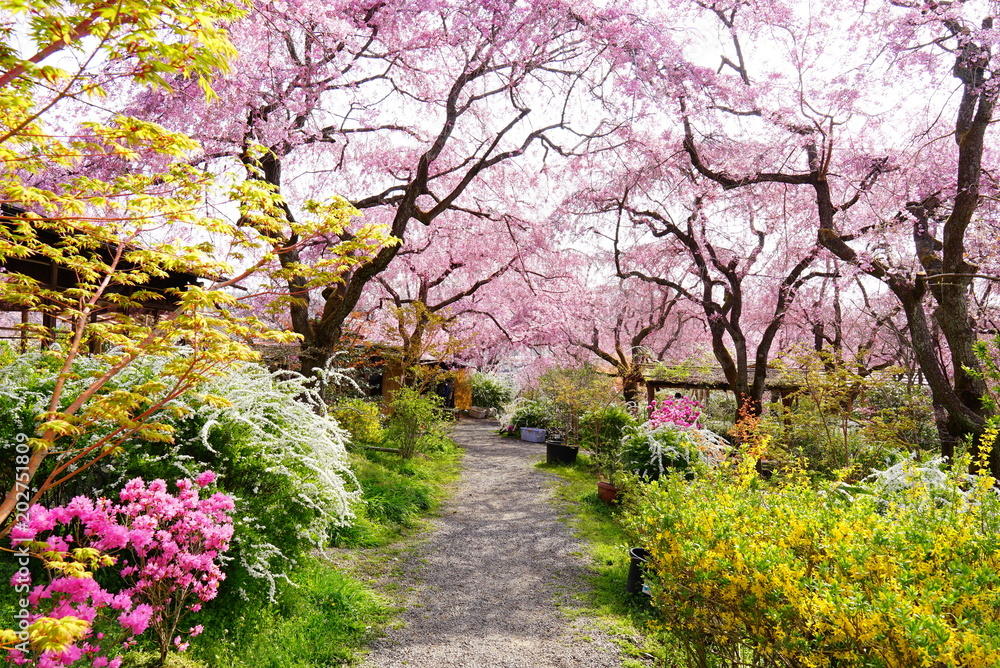 京都原谷苑の枝垂れ桜
