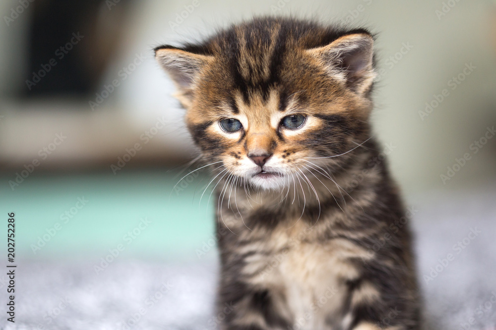 Chaton Chaton