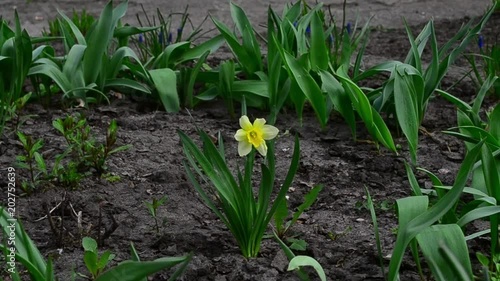 Narcissus, flower, yellow photo