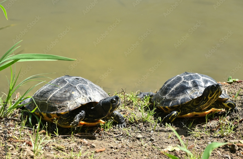 Fototapeta premium Two turtles at the pond