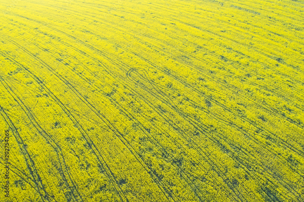 yellow field of rapeseed yellow field of rapeseed