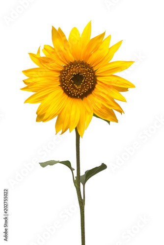 Flower of sunflower isolated on white background. Seeds and oil. Flat lay  top view