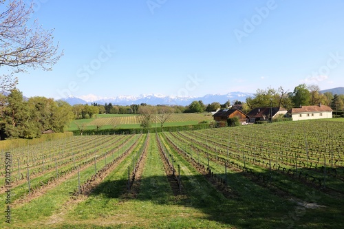 Vineyards in Switzerland, facing Mont Blanc.