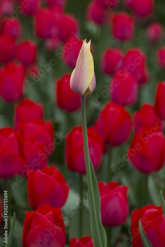 Pink and yellow tulip in the red tulips.