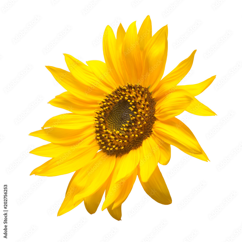 Obraz premium Flower of sunflower isolated on white background. Seeds and oil. Flat lay, top view