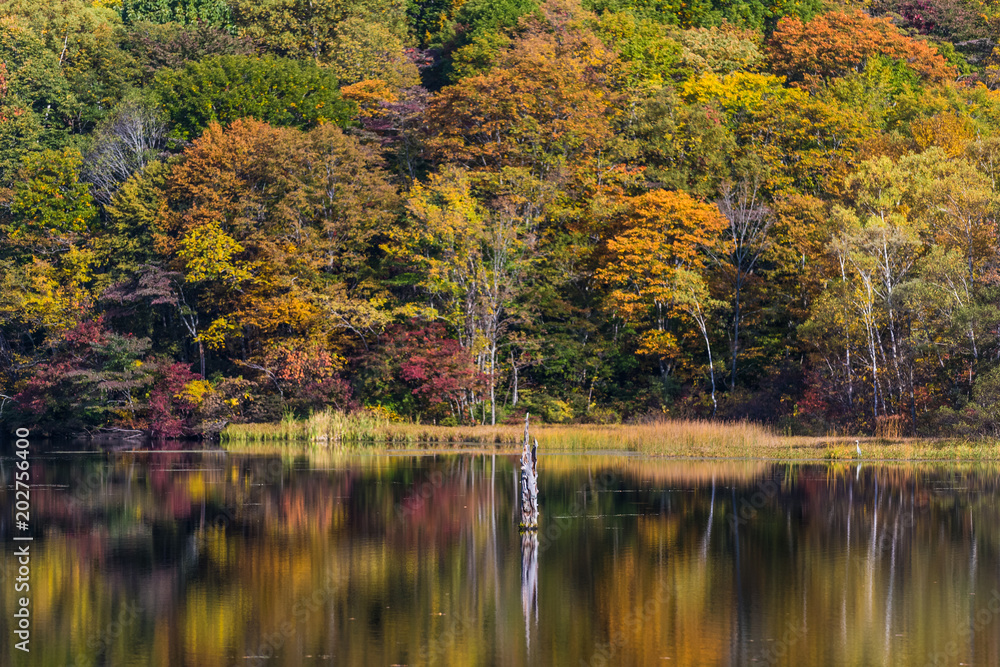 Shiragome pond at Nagano prefecture in autumn Shiragome pond at Nagano prefecture in autumn