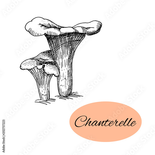 Chanterelle Ink Drawing
