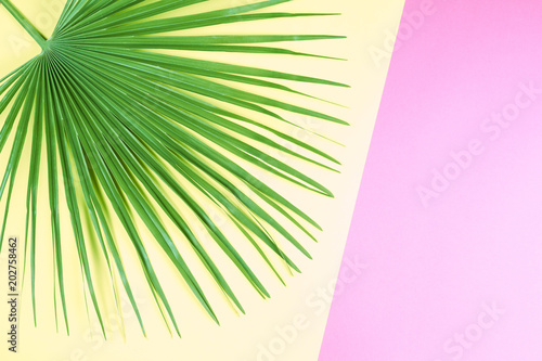 Tropical palm leaf on pastel colorful background.