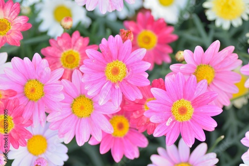 Macro texture of colorful spring Daisy flowers with blurred background in garden