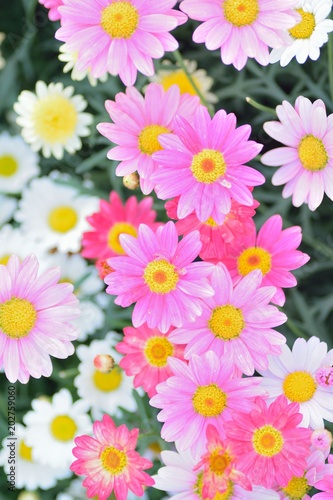 Macro texture of colorful spring Daisy flowers with blurred background in garden © shubhashish5