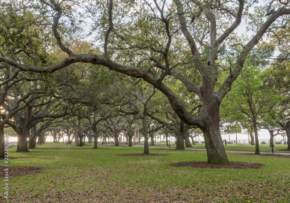 Live Oak Trees Stand at Attention in White Point Garden Live Oak Trees Stand at Attention in White Point Garden