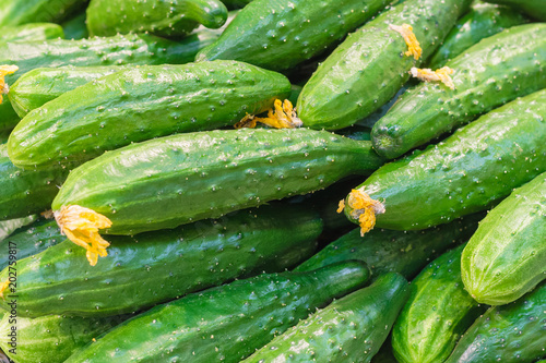 Close up view of cucumbers with yellow inflorescences in the store  background 