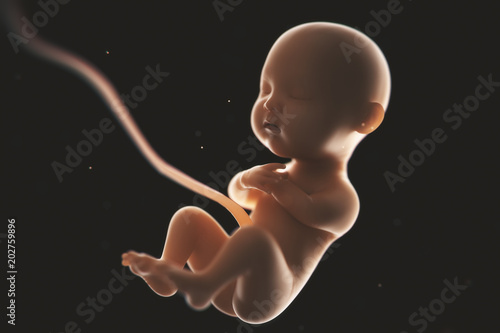 Canvas-taulu Human fetal development,at least 5 mouths,3d rendering.