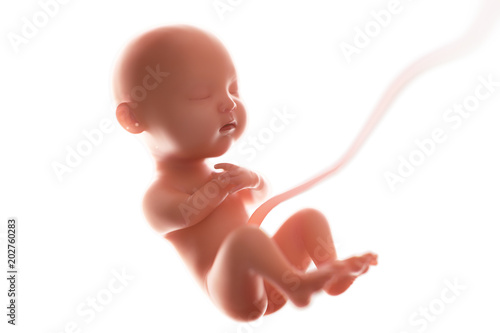 Obraz na płótnie Human fetal development,at least 5 mouths,3d rendering.