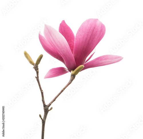 magnolia flower spring branch isolated on white background © xiaoliangge