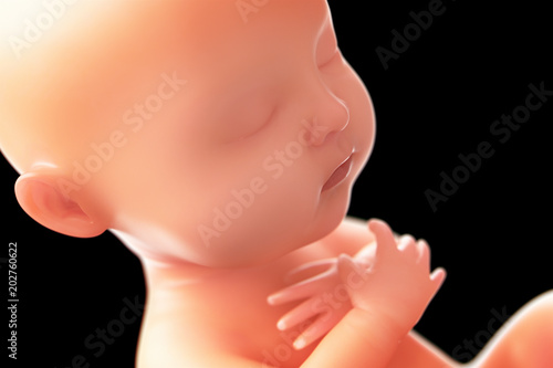 Human fetal development,at least 5 mouths,3d rendering.