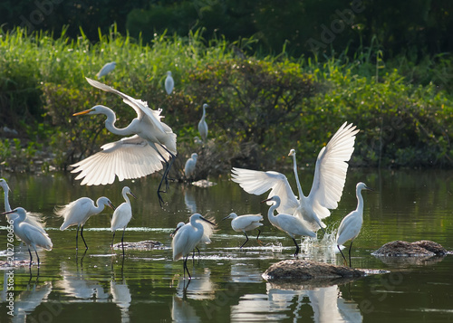 Fototapeta Naklejka Na Ścianę i Meble -  egrets play in water land