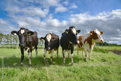Kühe auf der Weide, kuriose Formation  © Countrypixel