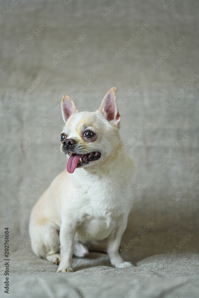 portrait of a chihuahua on a gray background portrait of a chihuahua on a gray background