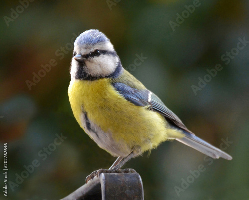 blue tit portrait