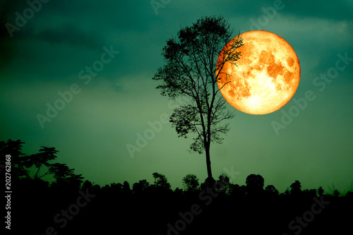 super full blood moon back silhouette branch tree dark green sky