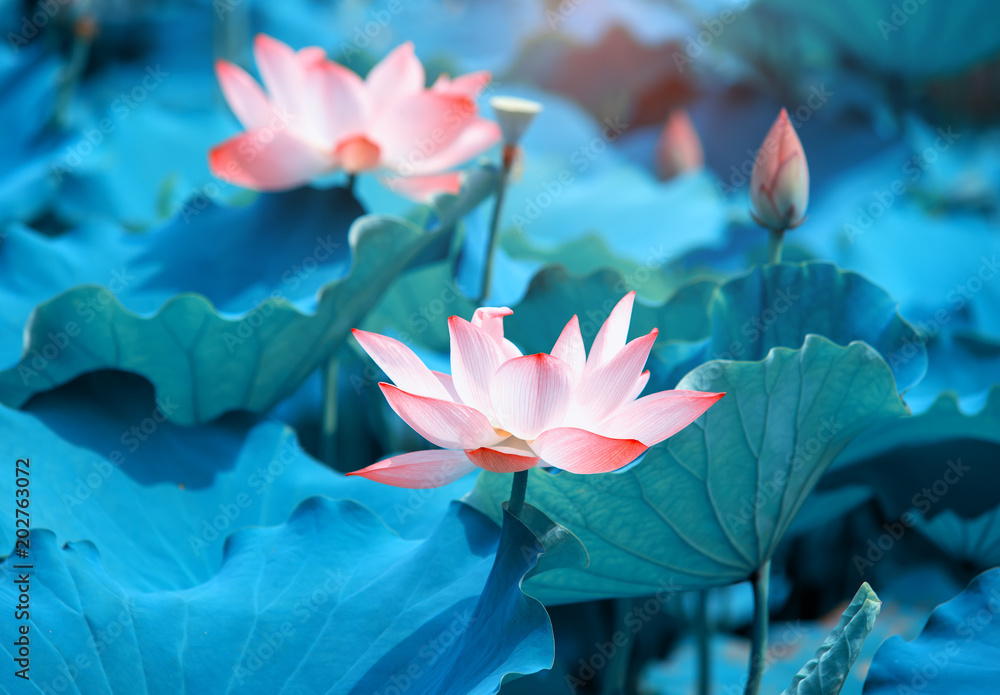 Naklejka premium blooming lotus flower