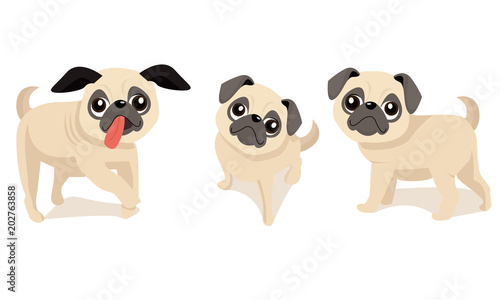 Pug dog with three different expressions © Jesica