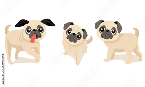 Pug dog with three different expressions