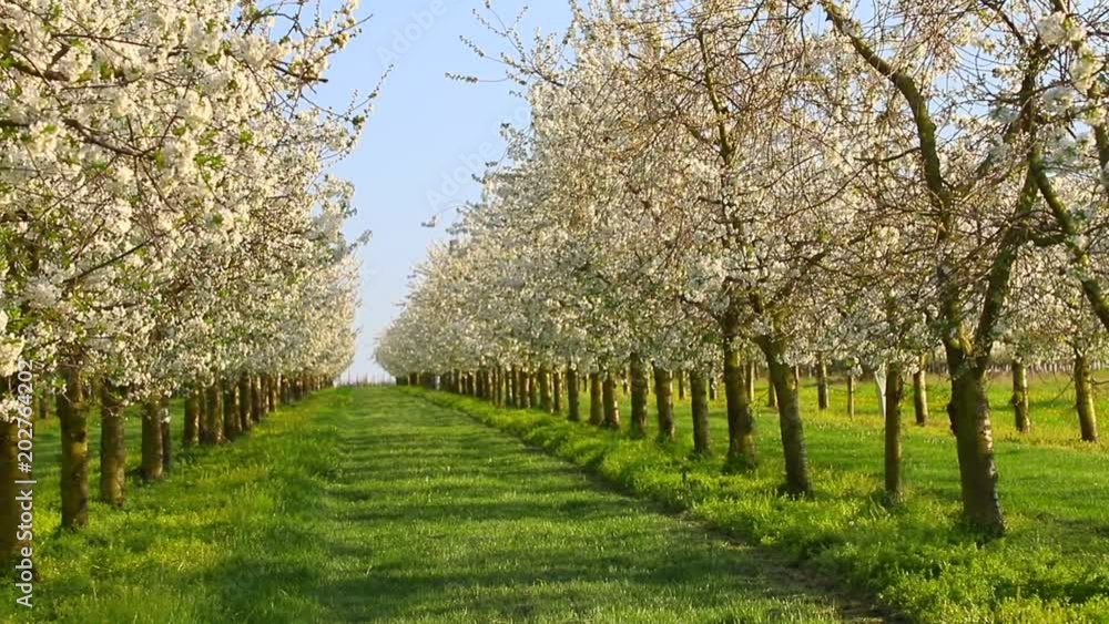 Panorama of a white blooming symmetrical cherry tree plantation Panorama of a white blooming symmetrical cherry tree plantation
